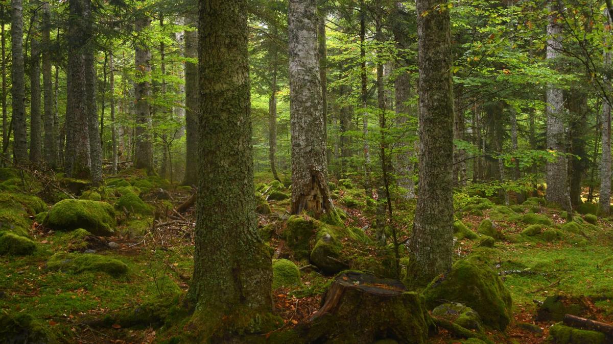 Hacia un «Pago por Servicios Ecosistémicos Urbanos» 