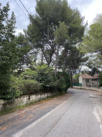 Biodiversidad urbana: cuando los tribunales protegen nichos de frescura 